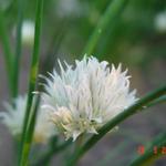 Allium schoenoprasum 'Album' - Allium schoenoprasum 'Album'