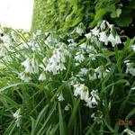 Allium triquetrum - Ail à trois angles