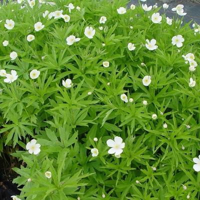 Anemone canadensis - 