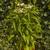 Echinacea purpurea 'Avalanche'