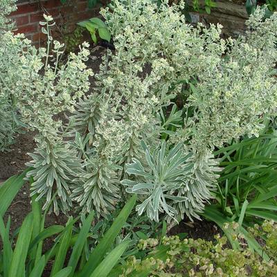 Euphorbia characias 'Silver Swan' - Euphorbia characias 'Wilcott' - Euphorbia characias 'Silver Swan'