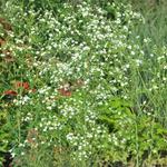 Euphorbia corollata - 