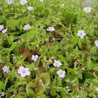 Geranium nodosum 'Svelte Lilac' - Geranium nodosum 'Svelte Lilac'