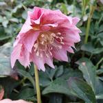 Helleborus orientalis 'DOUBLE ELLEN Pink' - Helleborus orientalis 'DOUBLE ELLEN Pink'