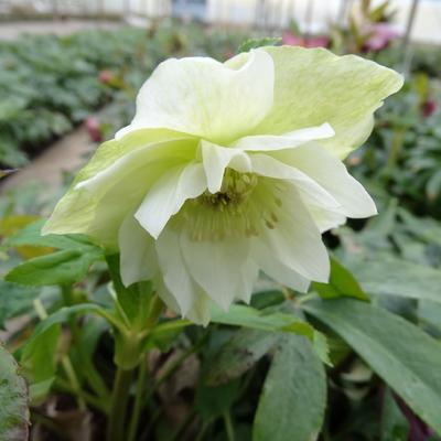 Helleborus orientalis 'DOUBLE ELLEN White' - 