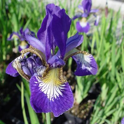 Iris sibirica 'Blue Moon' - 