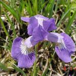Iris sibirica 'Jelle' - Iris sibirica 'Jelle'