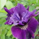 Iris sibirica 'Ruffled Velvet' - Iris sibirica 'Ruffled Velvet'