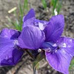 Iris sibirica 'Vi Luihn' - Iris sibirica 'Vi Luihn' - 