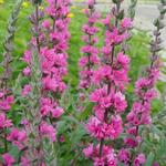 Lythrum salicaria 'Pink Blush' - 