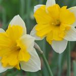 Narcissus 'Centannees' - 