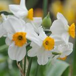 Narcissus poetaz 'Geranium' - NARCISSE  DES POETES 'GERANIUM'