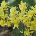 Narcissus triandrus 'Hawera' - 