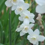Narcissus jonquilla 'Pueblo' - 