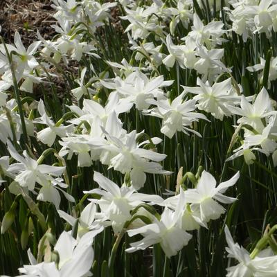 Narcissus triandrus 'Thalia' - 