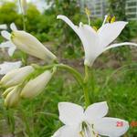 Paradisea liliastrum - Weiße Trichterlilie