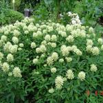 Trifolium pannonicum 'White Tiara' - Trifolium pannonicum 'White Tiara'