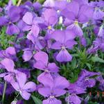 Viola corsica - 