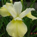 Iris sibirica 'Butter and Sugar' - Iris sibirica 'Butter and Sugar'