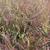 Eragrostis spectabilis JS 'Great Plains'