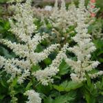 Astilbe chinensis 'Vision in White' - 