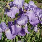 Iris germanica 'Blue Rhythm' - 