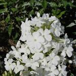 Phlox amplifolia 'Weisse Wolke' - 