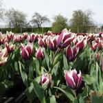 Tulipa 'Chansonnette' - 
