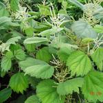 Boehmeria platanifolia - 
