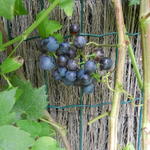 Vitis vinifera 'Muscat Blue'   - 