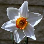 Narcissus 'Actaea' - 