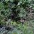 Molinia caerulea subsp. arundinacea 'Bergfreund'