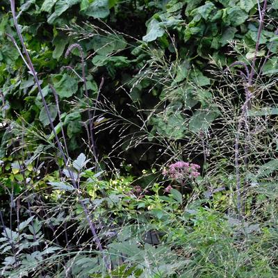 Molinia caerulea subsp. arundinacea 'Bergfreund' - Molinia caerulea subsp. arundinacea 'Bergfreund'