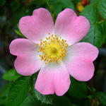 Rosa canina - ROSA (O) CANINA