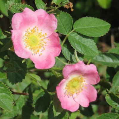 Rosa rubiginosa - Rosa rubiginosa