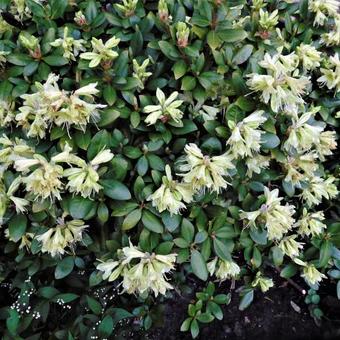 Rhododendron 'Shamrock'