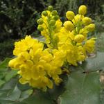 Mahonia aquifolium - Gewöhnliche Mahonie