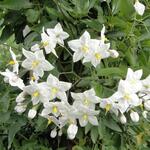Solanum jasminoides - Morelle faux jasmin
