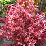 Acer palmatum 'Shaina' - 