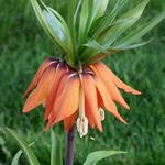 Fritillaria imperialis 'Striped Beauty' - 