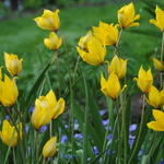 Tulipa sylvestris - Tulipe des bois
