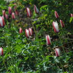 Tulipa clusiana - Tulipa clusiana - Damen-Tulpe