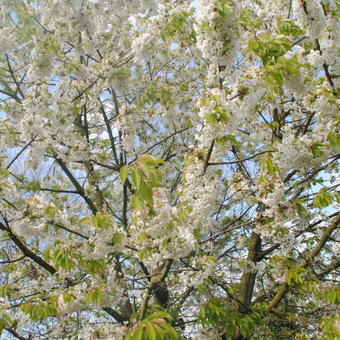 Prunus avium 'Burlat'