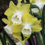 Narcissus 'Intrigue' - 