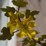 Fremontodendron californicum - 