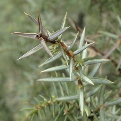 Juniperus communis - 