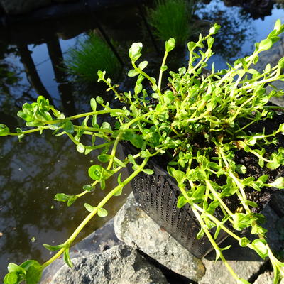 Rotala rotundifolia 'Green' - 