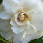 Camellia japonica 'Dahlonega' - 