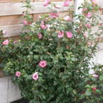 Hibiscus syriacus 'Pink Giant' - 