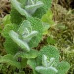 Mentha rotundifolia  - 